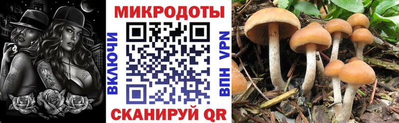 как найти   Канск  Псилоцибиновые грибы Magic Shrooms 